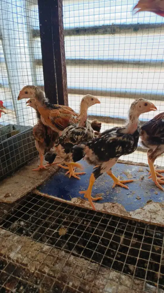anak ayam siam ok