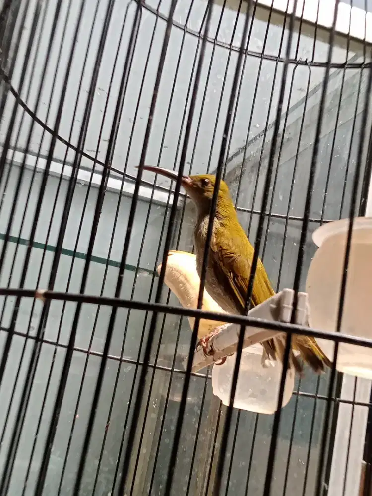 Burung pijantung gunung