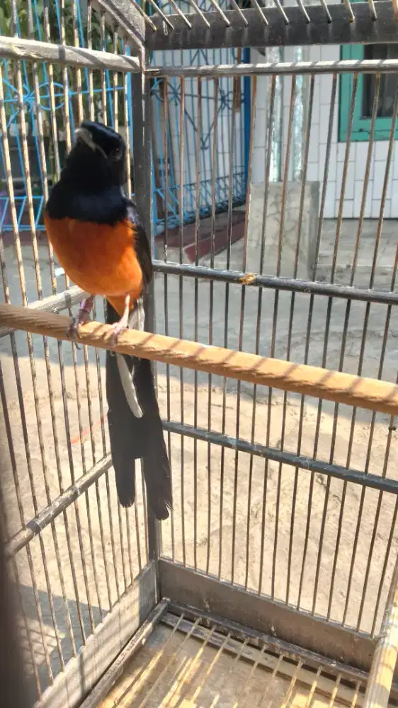 Murai gacor rajin