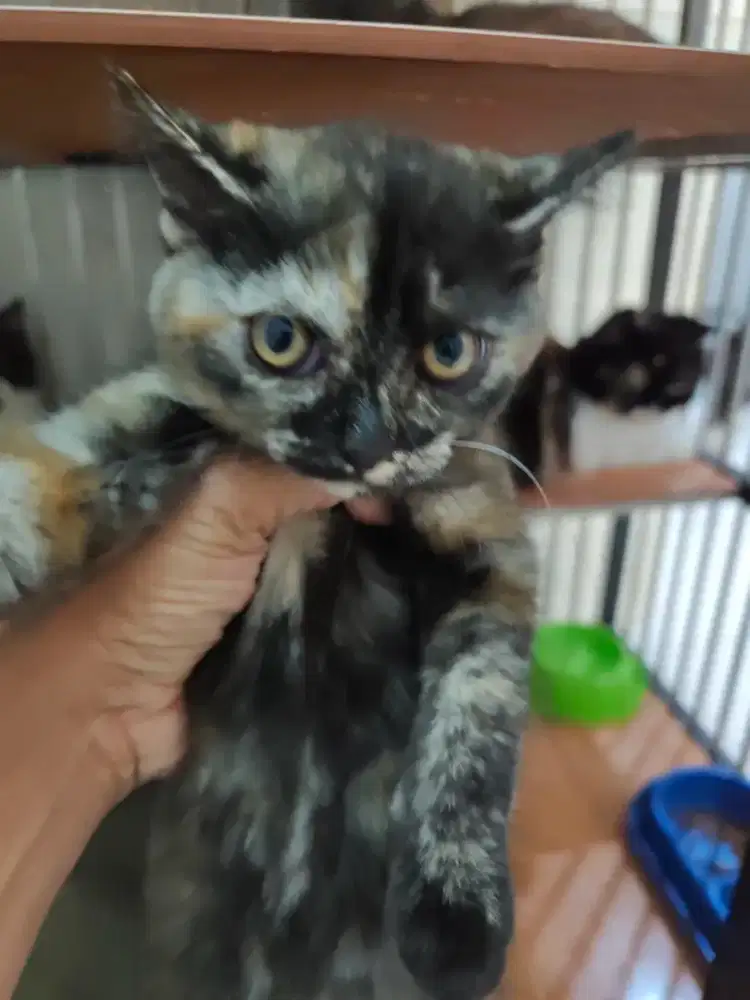 OPEN ADOP KUCING  PERSIAN SHOT HAIR