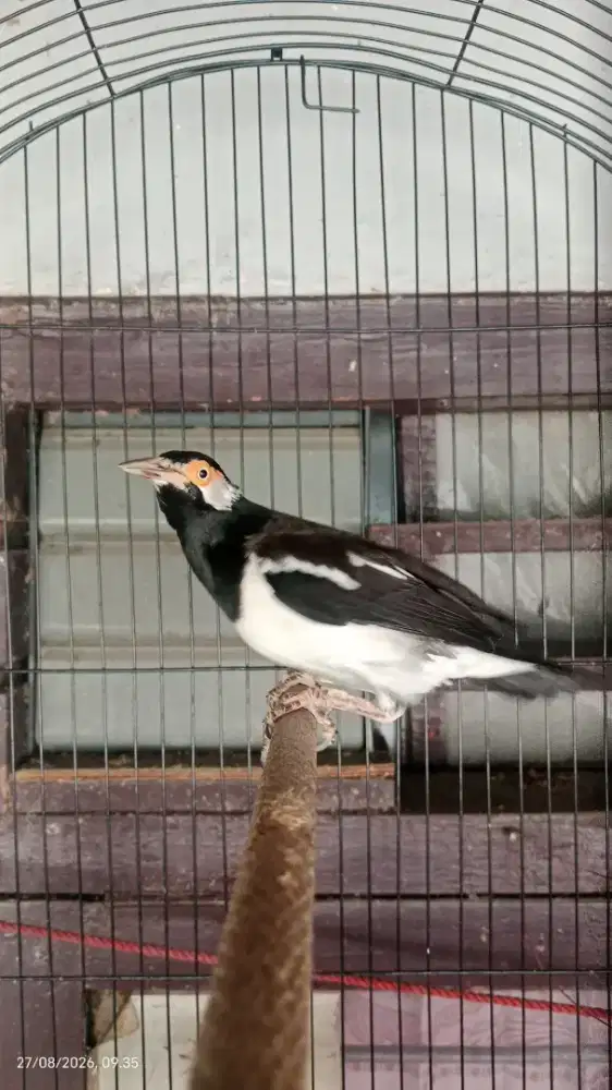 Burung jalak suren