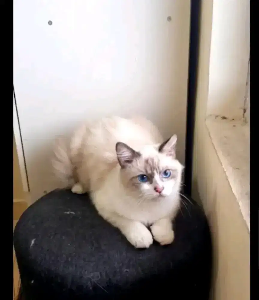 Ragdoll jantan murah aja