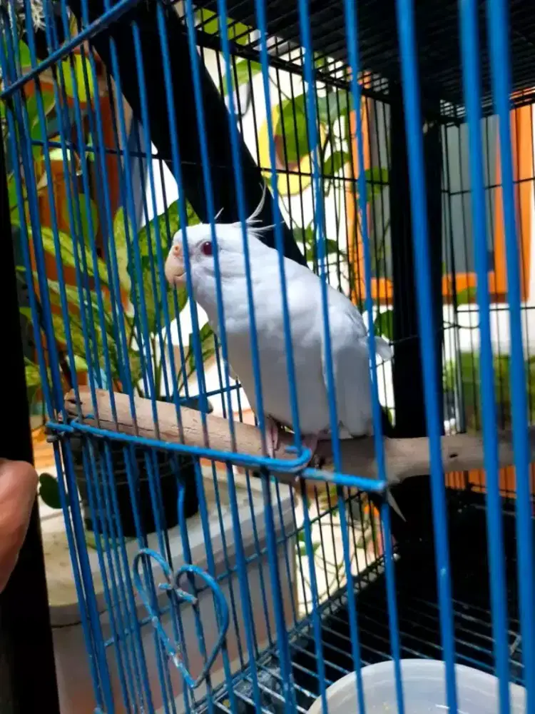 falk parkit australia betina siapan