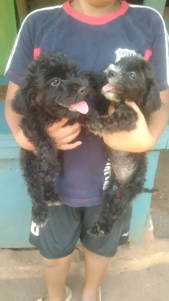 poodle /podel sepasang
