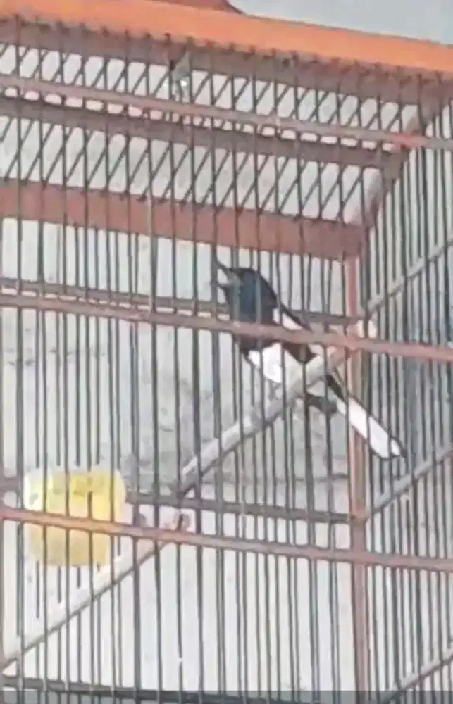 Burung kacer Gacor dor volume kencang