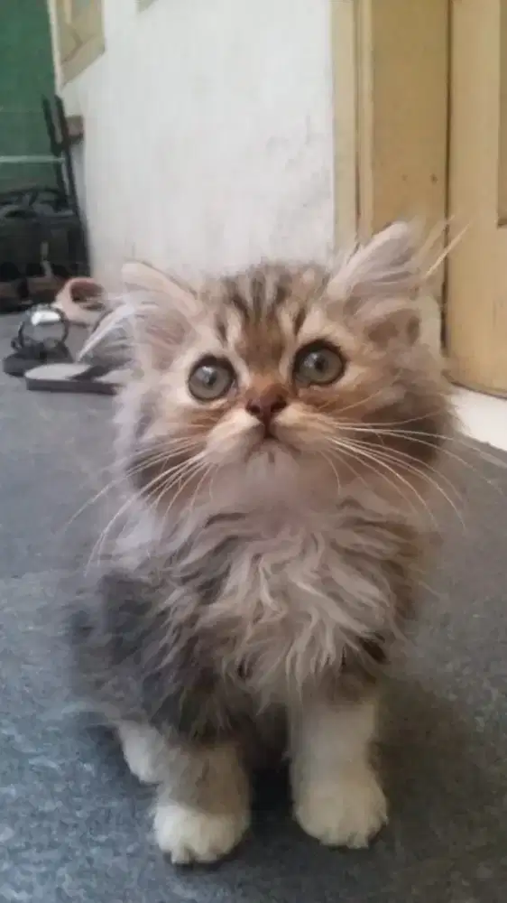 kitten persia calico jantan 3 bulan