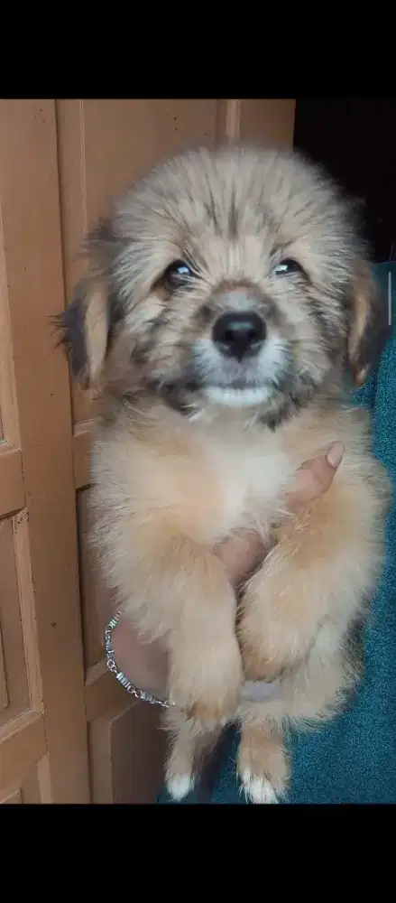 Anjing puppy mix pom shihtzu shitzu