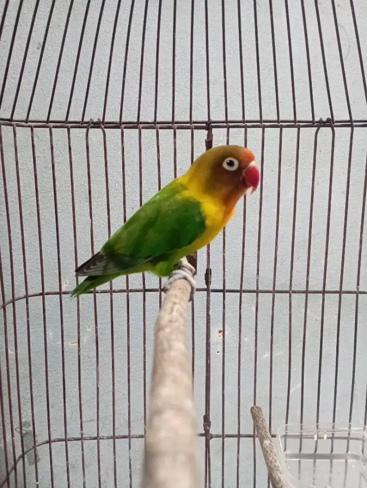 Burung lovebird jantan dewasa aktif
