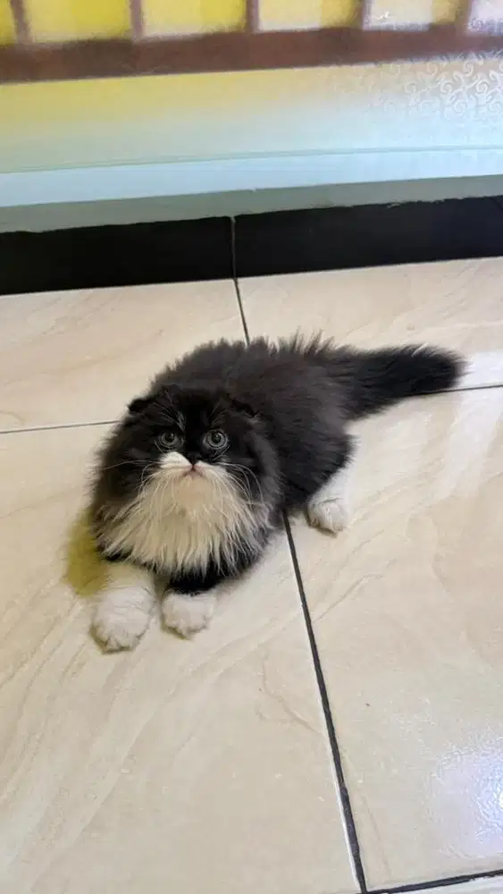 KUCING SCOTTISH FOLD TRIPLEFOLD LONGHAIR