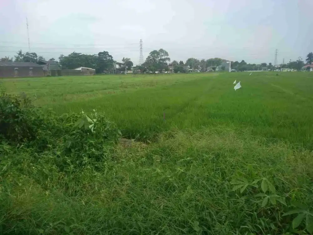 tanah Jetis baki
