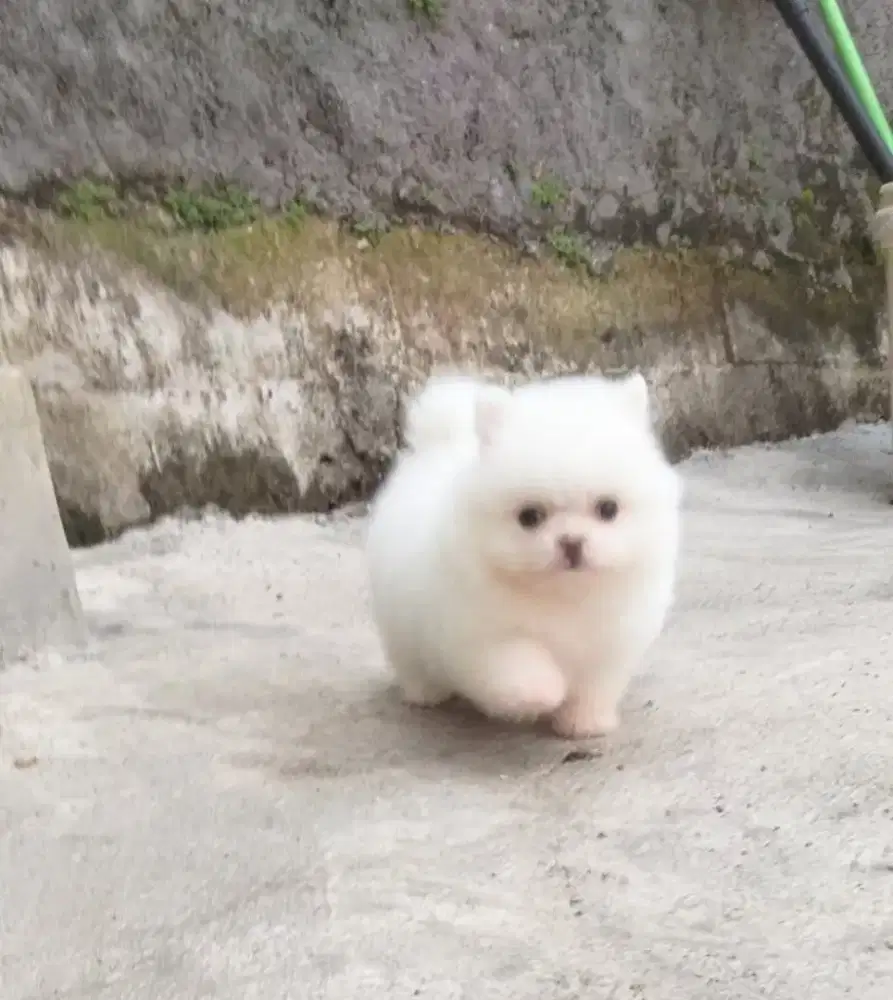 Anjing Minipom lucu