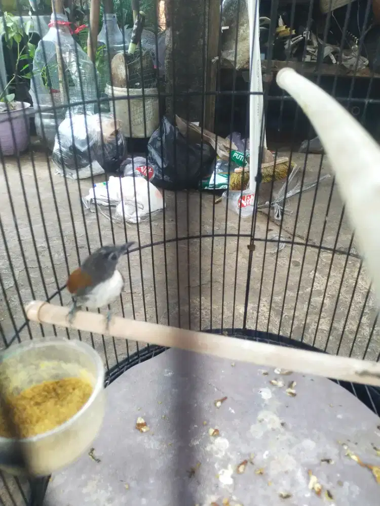 Burung ciblek sniper