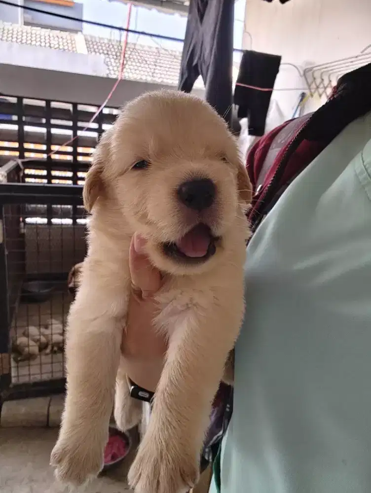 Anak Anjing Golden Retriever