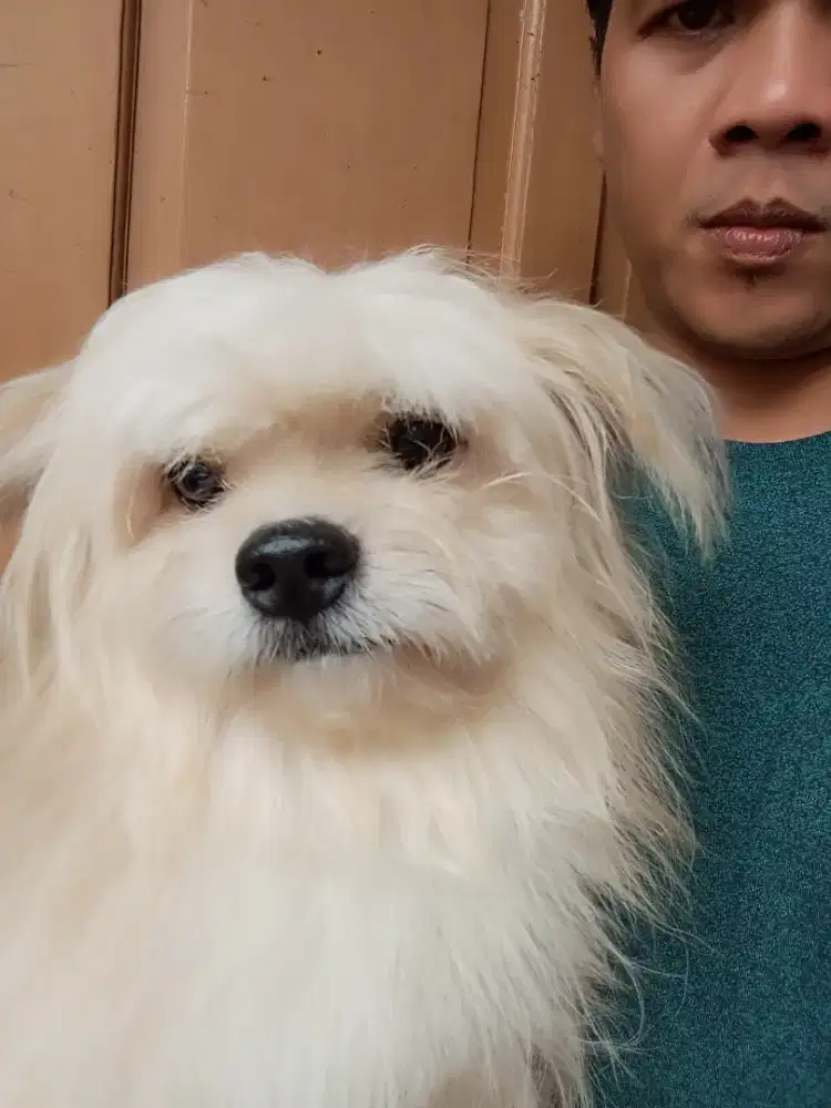 Anjing Mix pom jantan pomeranian
