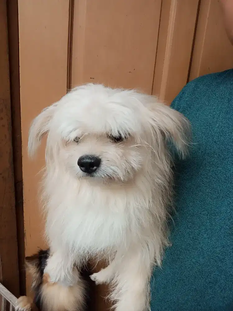 Anjing Mix pom jantan pomeranian