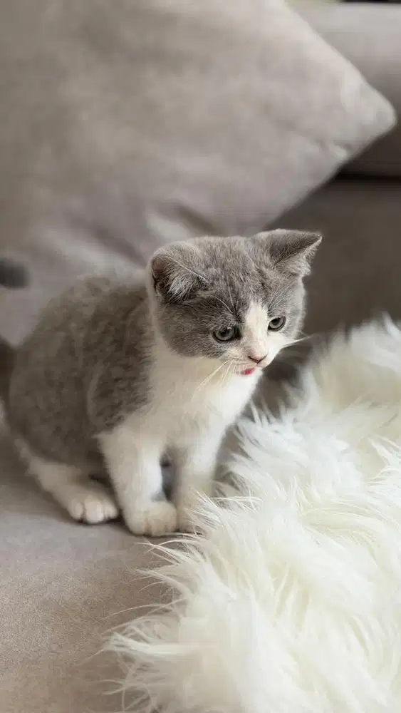 British shorthair bsh kitten blue & bico