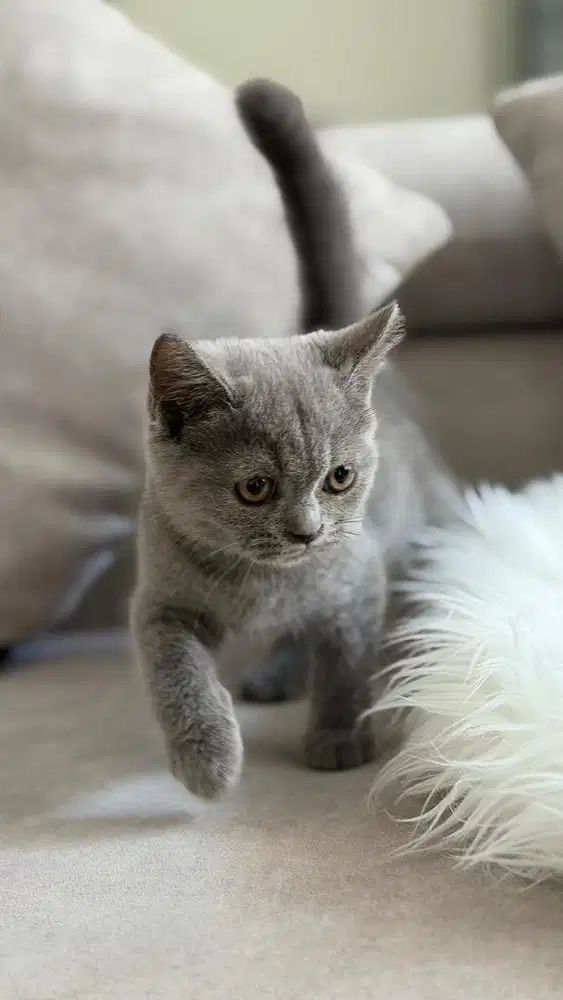 British shorthair bsh kitten blue & bico