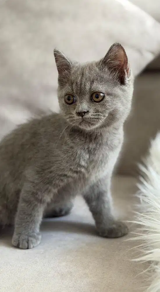British shorthair bsh kitten blue & bico