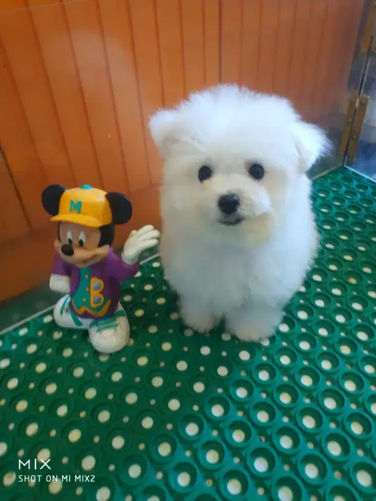 Jual Anakan Bichon frise