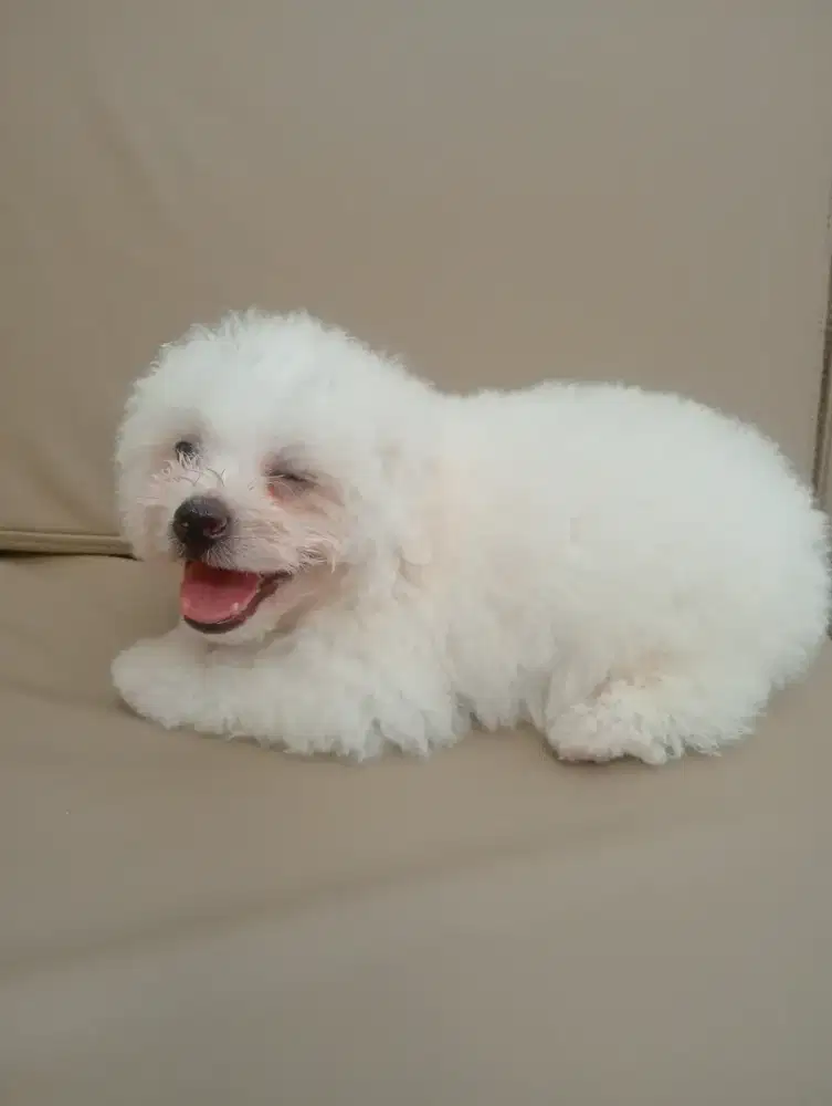 Pure poodle jantan umur 1 bulanan