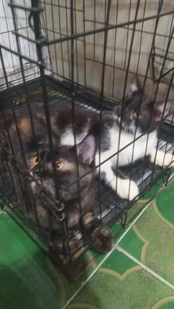 Lepas adopsi kucing Siam indukan, anakan Siam mix persia