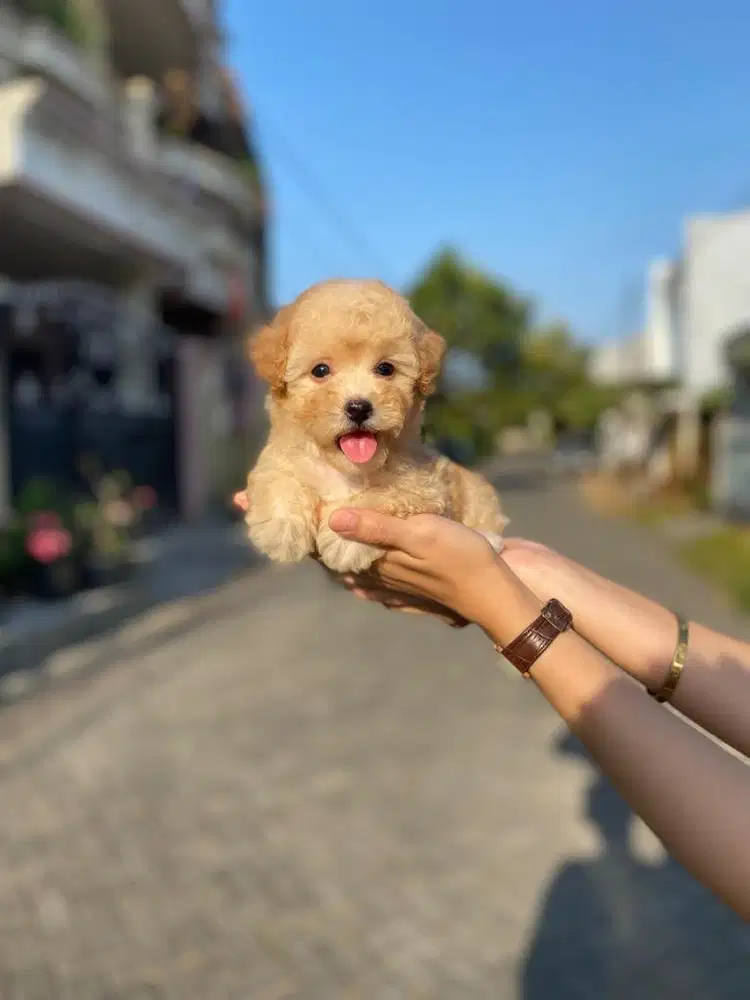 Toy poodle betina tedy bear