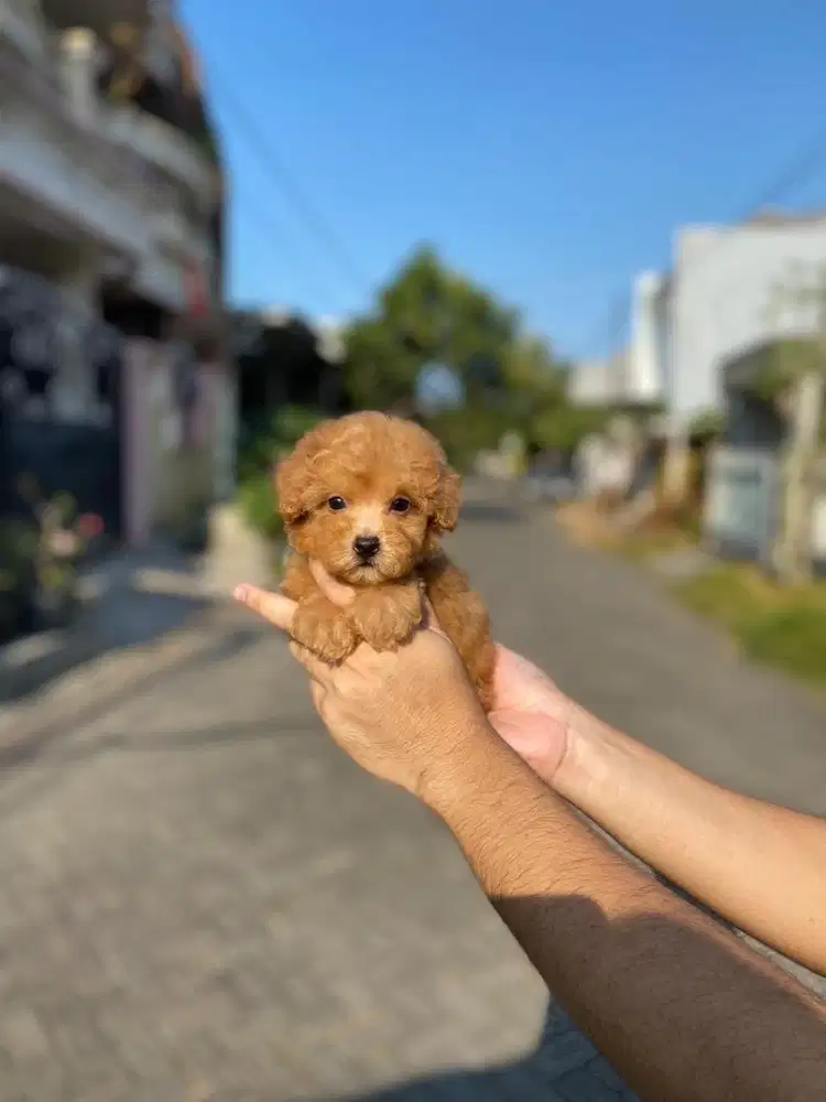 Toy poodle betina coklat tedy bear