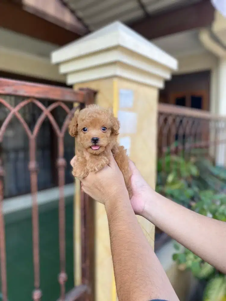 Toy poodle jantan kecil pol