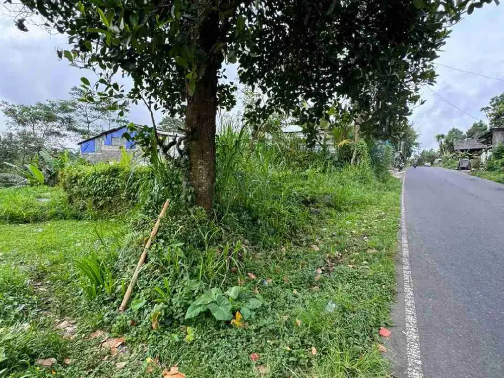 Tanah Murah Jalan Utama Jasan Sebatu Tegalalang Ubud Bali