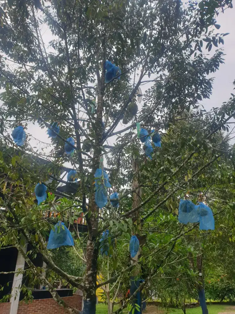 JUAL CEPAT privart garden / taman bunga dan buah