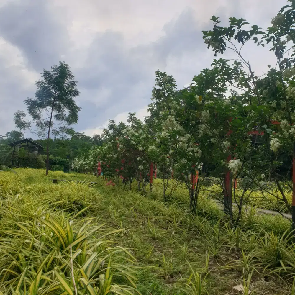 JUAL CEPAT kebun durian dengan fasilitas resort