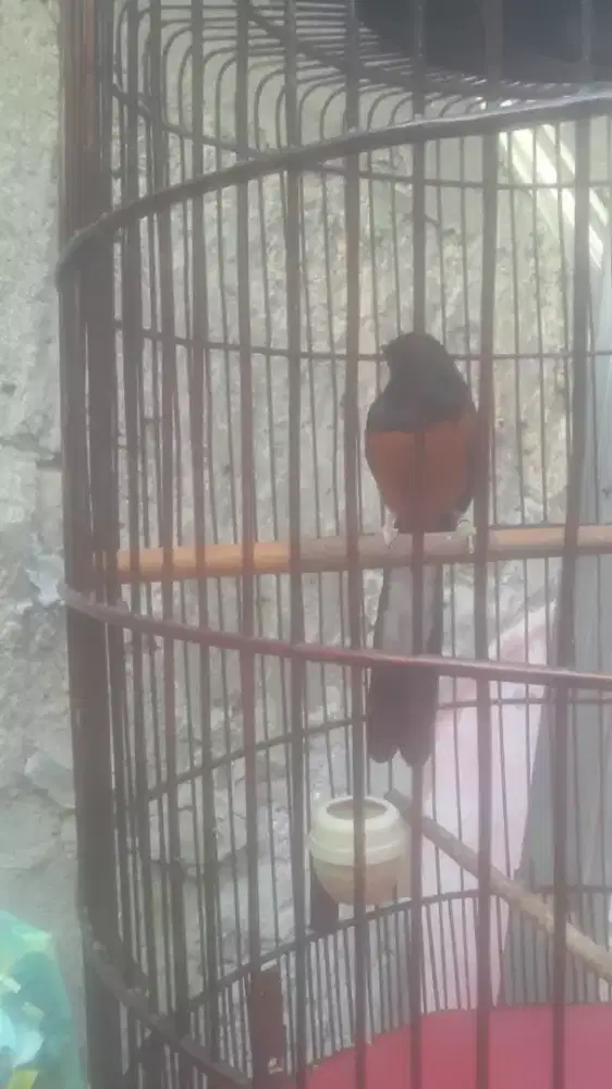 Dijual murah burung muray sumatra gacor