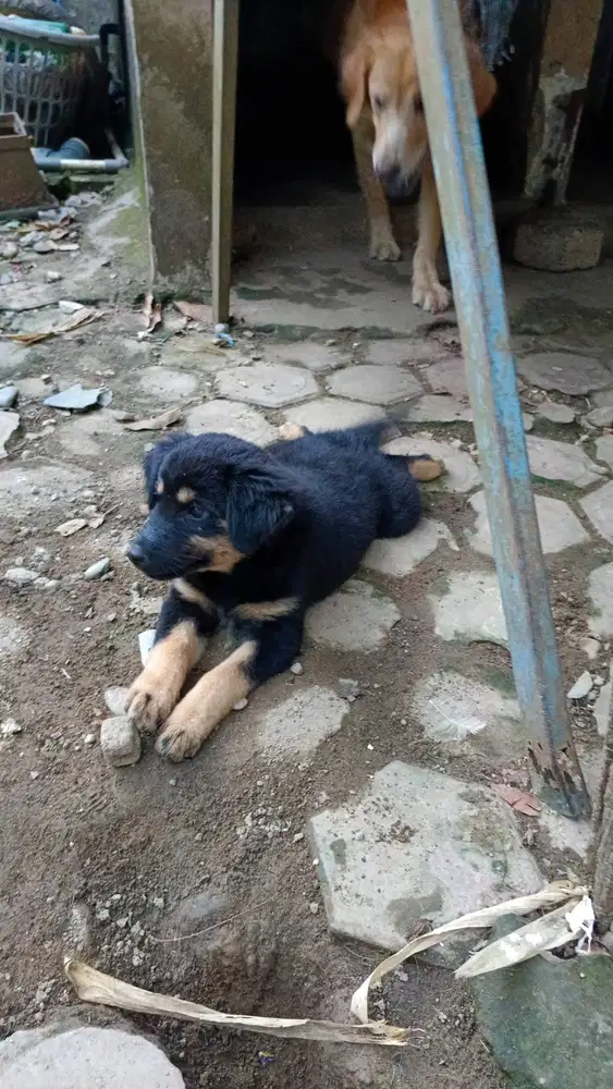 Anak anjing mix golden retriever