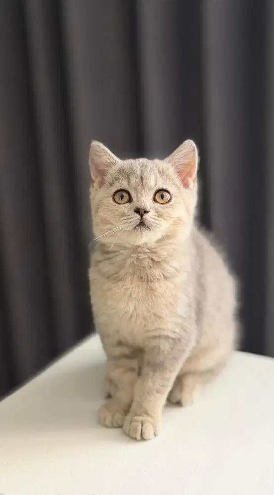 British shorthair kitten bsh golden blue