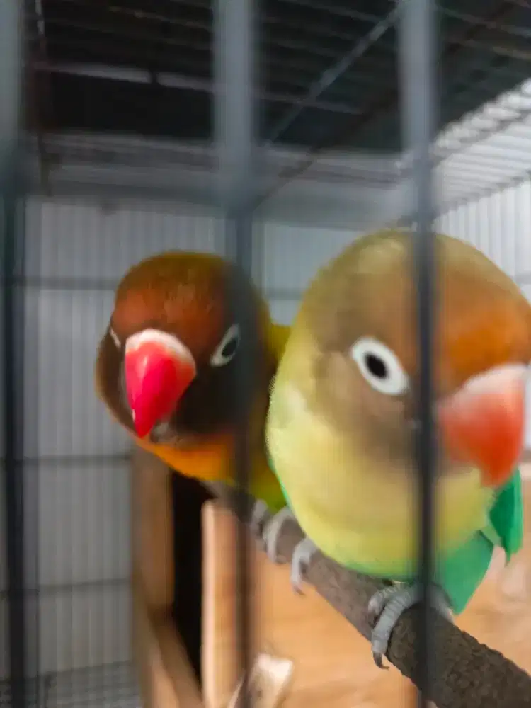 Lovebird durasi produksi josan x PB