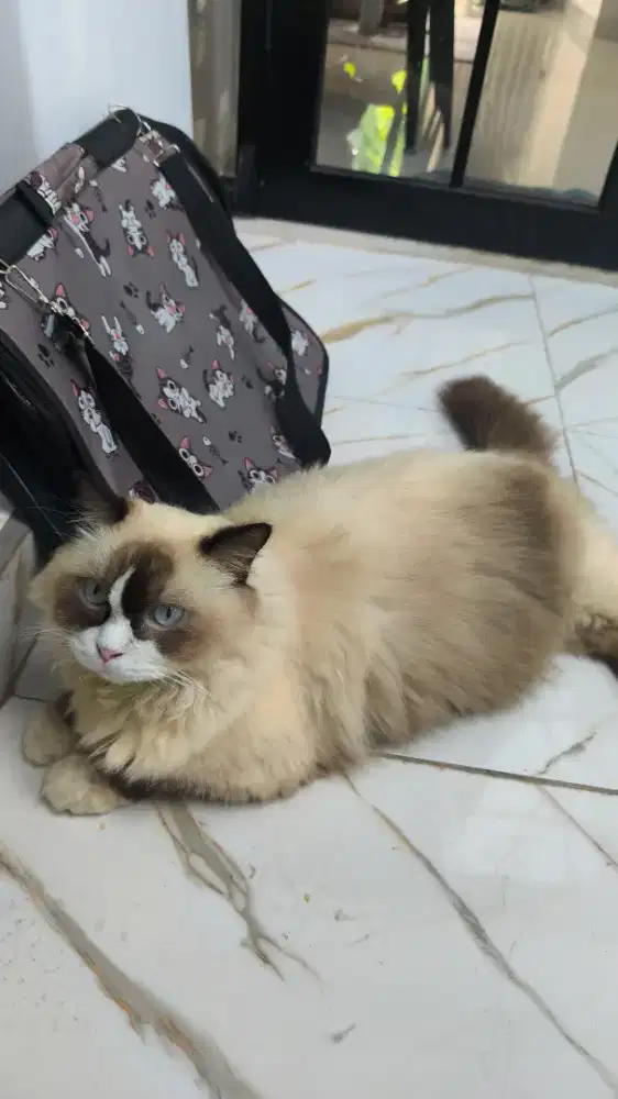 kucing ragdoll jantan