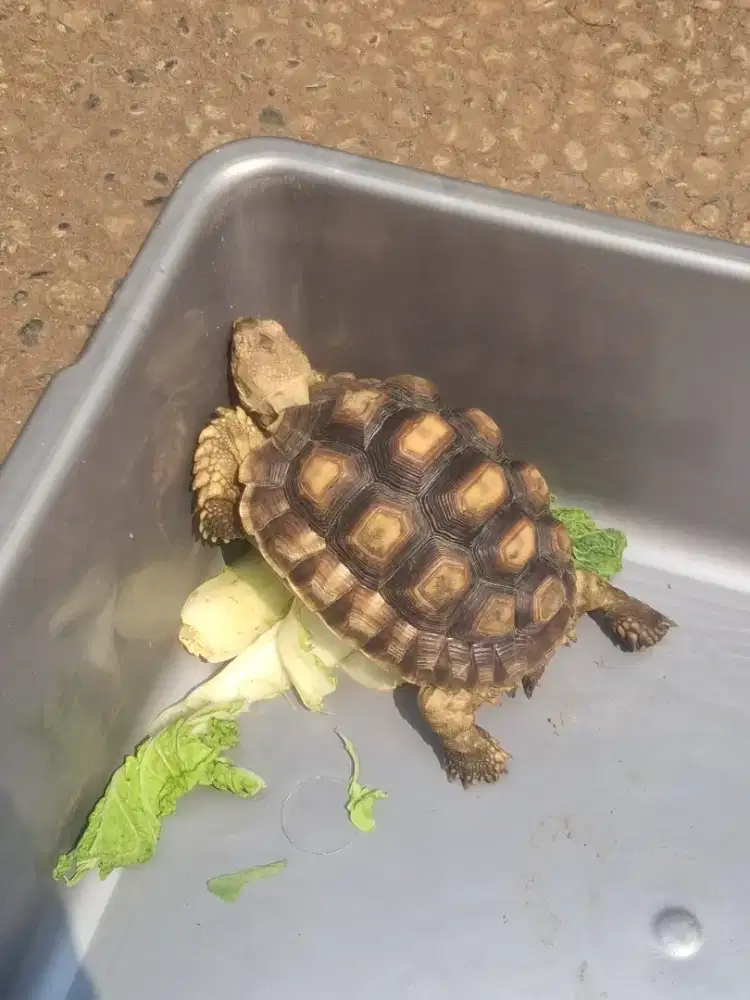 Sulcata size 12 cm