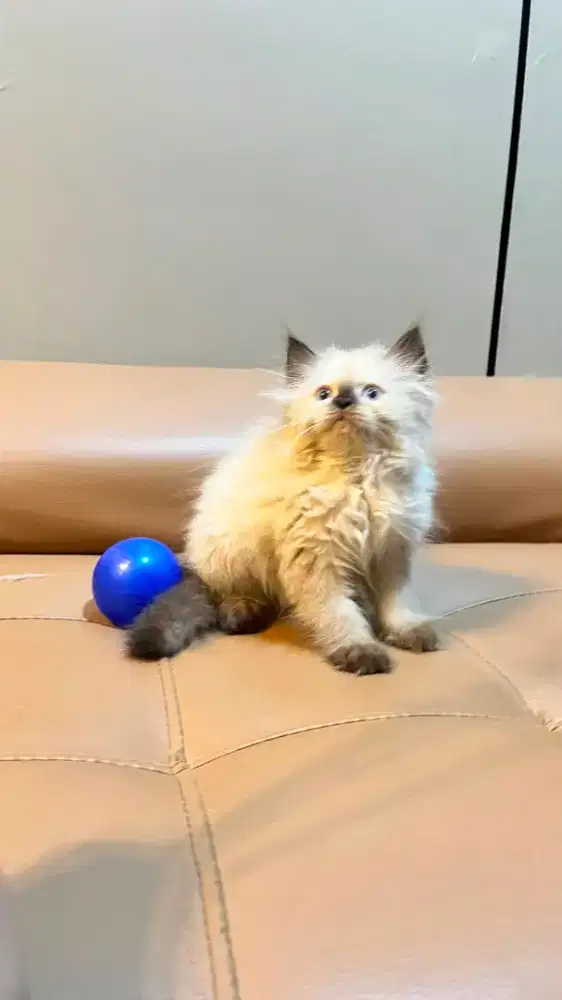 Kucing kitten himalaya