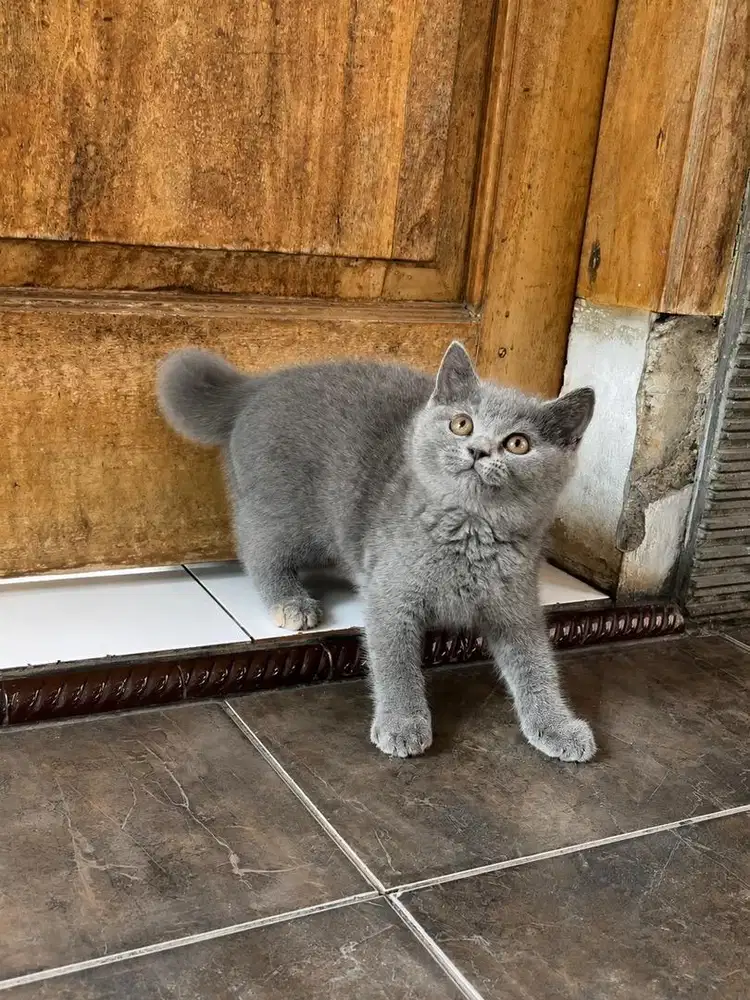 Kucing kitten british shorthair bsh scottish