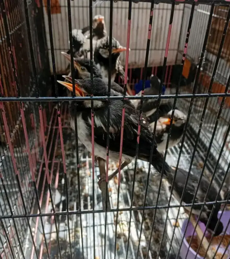 jalak suren anak mandirian