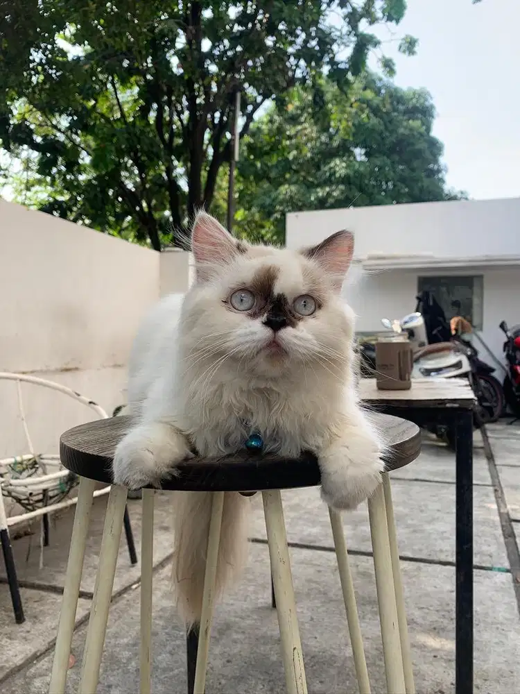 Kucing Ragdoll jantan