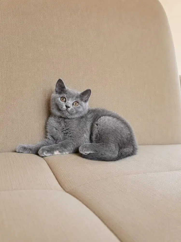 Kitten kucing british shorthair bsh scottish