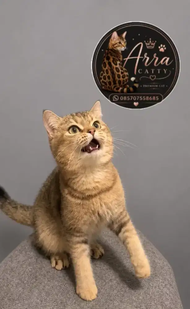 Bsh jantan golden