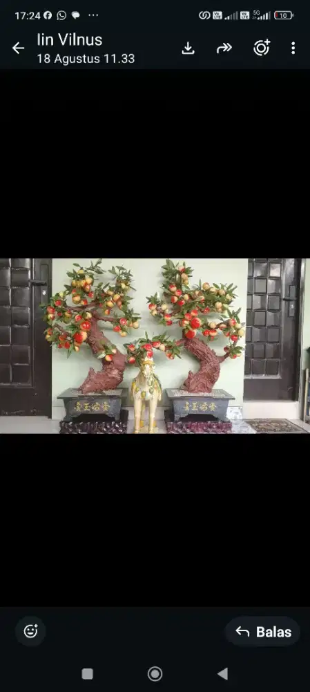 Pohon Peach Giok Asli China