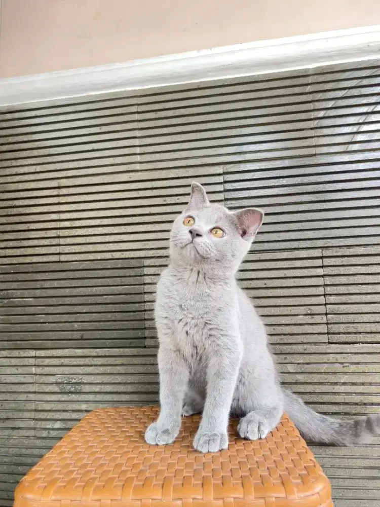 Kucing British Shorthair X Scottish Fold kitten 3 bulan