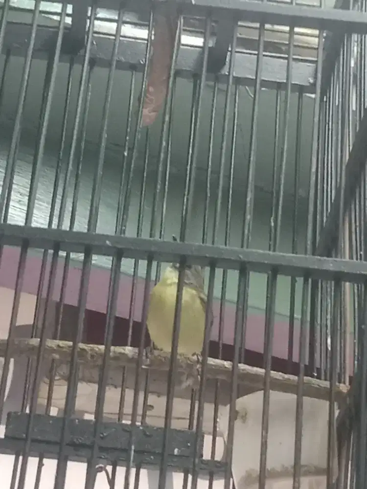Burung remetuk.rawatan 2bln