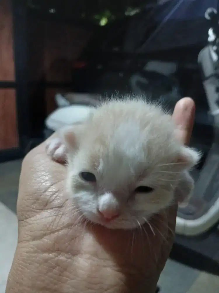 2 anak kucing 1 induk