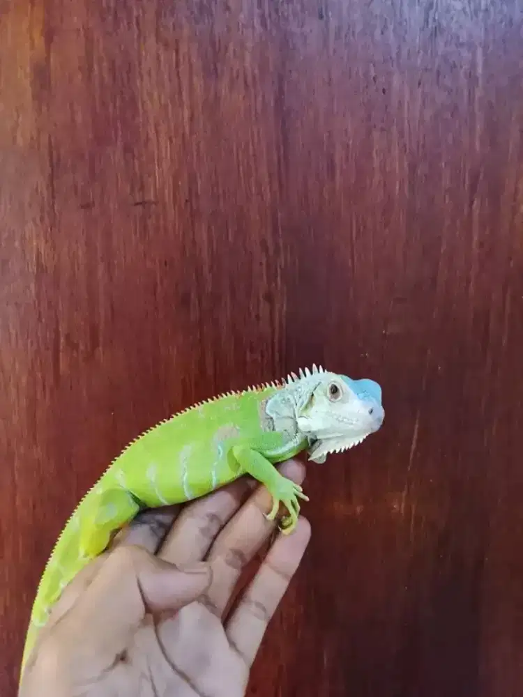 iguana jinak mulus