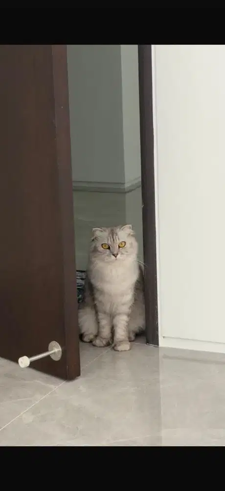Scottish fold betina