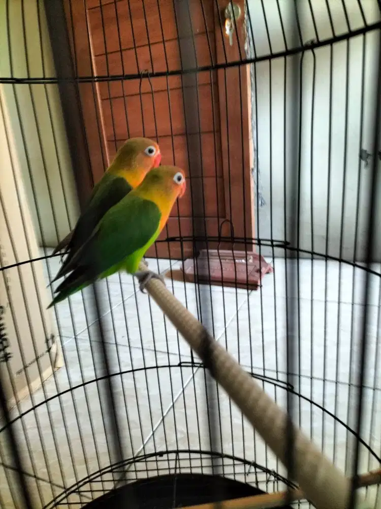 Baby lovebird warna ijo